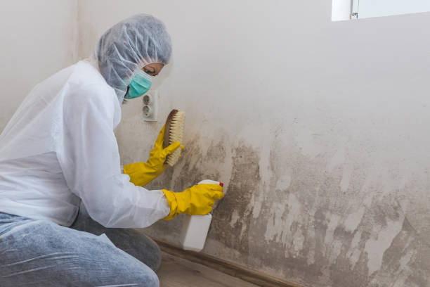 Mold Remediation